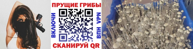 Псилоцибиновые грибы Cubensis  купить   Надым 